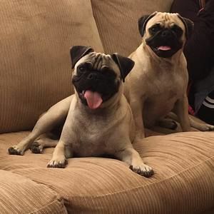 Meet your Posher, Dan